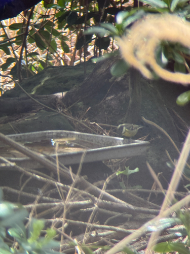 Yellow-bellied Tit (Periparus venustulus), photo 6