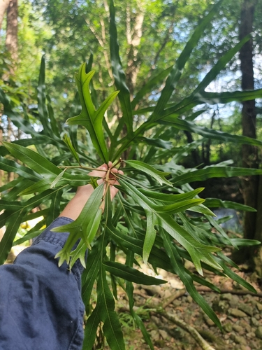 Grevillea hilliana, 2026-04-17