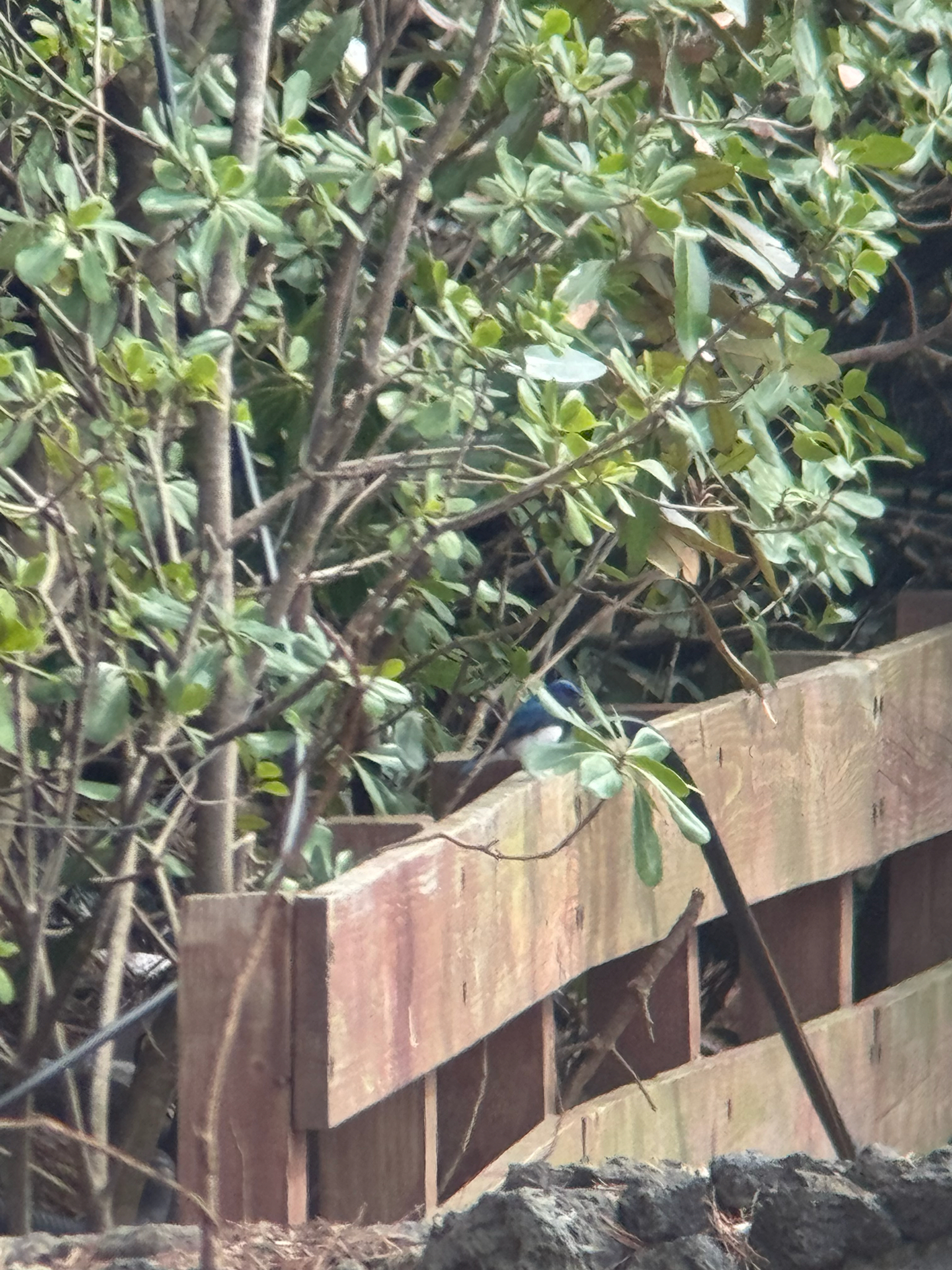 Blue-and-white Flycatcher (Cyanoptila cyanomelana), photo 8