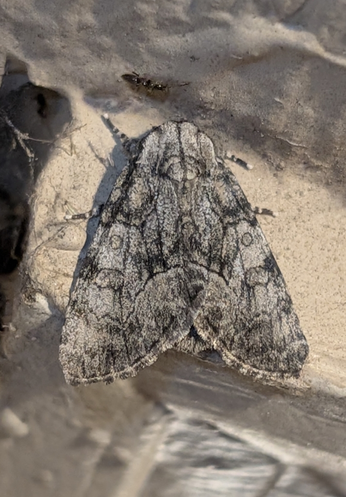 Broth Moth Brother Moth from Riverside, Wichita, KS 67203, USA on April 16, 2026 ...