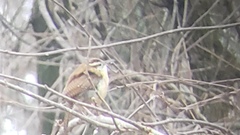 Thryothorus ludovicianus