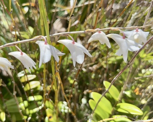 Dendrobium observed 2026-04-16