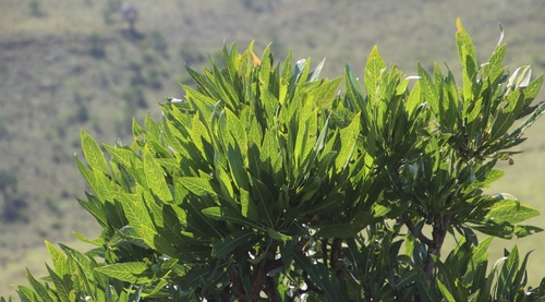 Image of Pavetta edentula by (c) Tony Rebelo, some rights reserved (CC BY-SA)