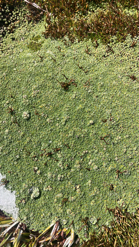 Pterygopappus lawrencii observed 2026-04-13