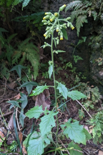 Blumea sinuata, photograph 3