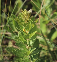 Rhynchosia woodii image