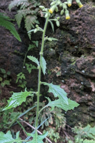 Blumea sinuata, photograph 4