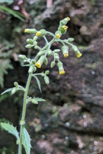 Blumea sinuata, photograph 5
