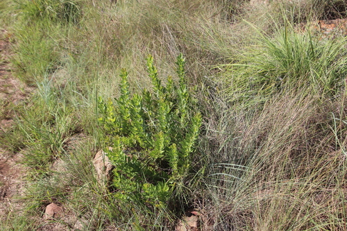 Rhynchosia woodii image