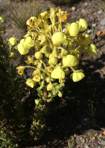 Inca Calceolaria (Calceolaria incarum)