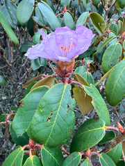 Rhododendron campanulatum