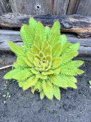 Meconopsis paniculata, photograph (c) Andrew Lie, some rights reserved (CC BY)