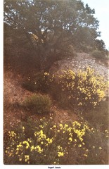 Adenocarpus decorticans