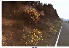 Adenocarpus decorticans