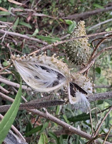 Ibatia maritima observed 2026-03-22