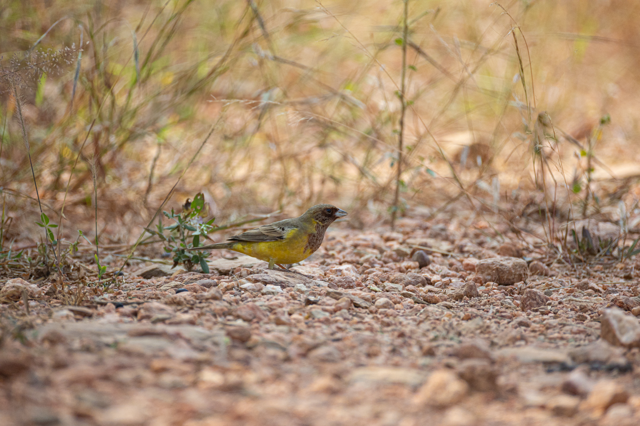 Red-headed Bunting (Emberiza bruniceps), photo 1