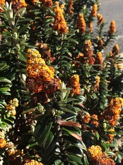 Buddleja coriacea