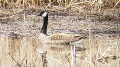Branta canadensis