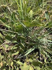 Lannea edulis edulis