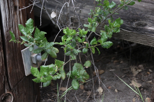 iNaturalist observation photo of coast live oak