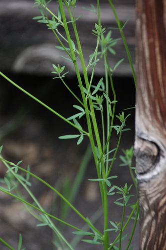 iNaturalist observation photo of deerweed