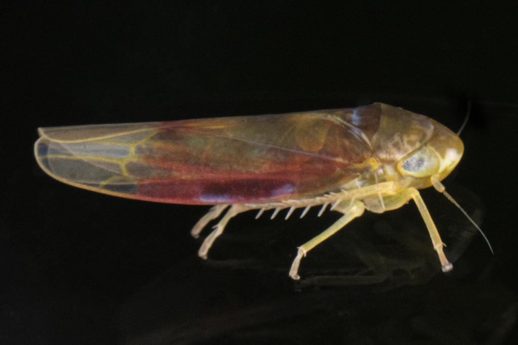 Erythridula abolla