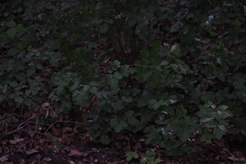 iNaturalist observation photo of Pacific poison oak
