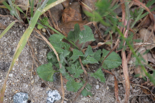 iNaturalist observation photo of false bindweeds