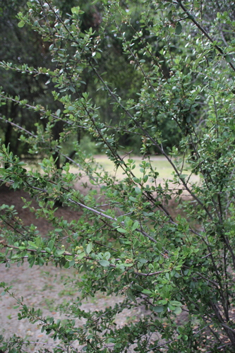 iNaturalist observation photo of buckthorn family