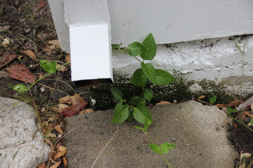 iNaturalist observation photo of greater periwinkle