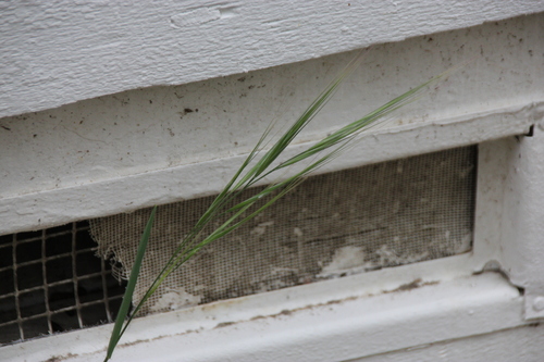 iNaturalist observation photo of bromes