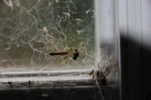 iNaturalist observation photo of Flies