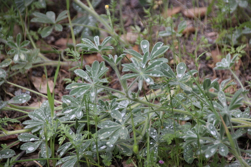 iNaturalist observation photo of lupines