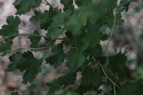 iNaturalist observation photo of currants and gooseberries
