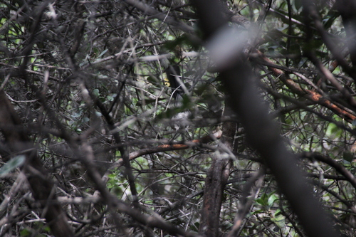 iNaturalist observation photo of California Scrub-Jay