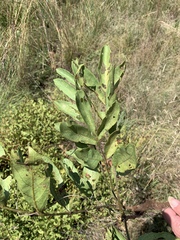 Lannea edulis edulis