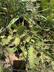 Lannea edulis edulis