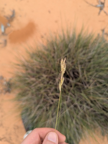Triodia scariosa, photograph 4