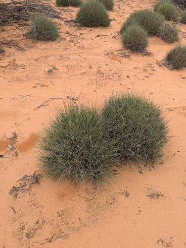 Triodia scariosa, photograph 5