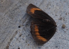 Pedaliodes praxithea