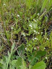 Plagiobothrys undulatus