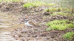 Charadrius vociferus