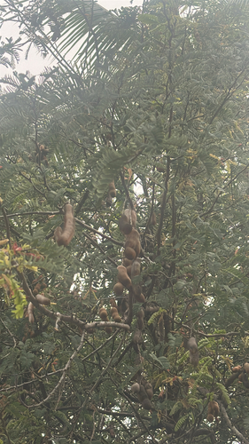 Tamarindus indica observed 2026-04-16