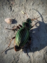 Carabus auratus
