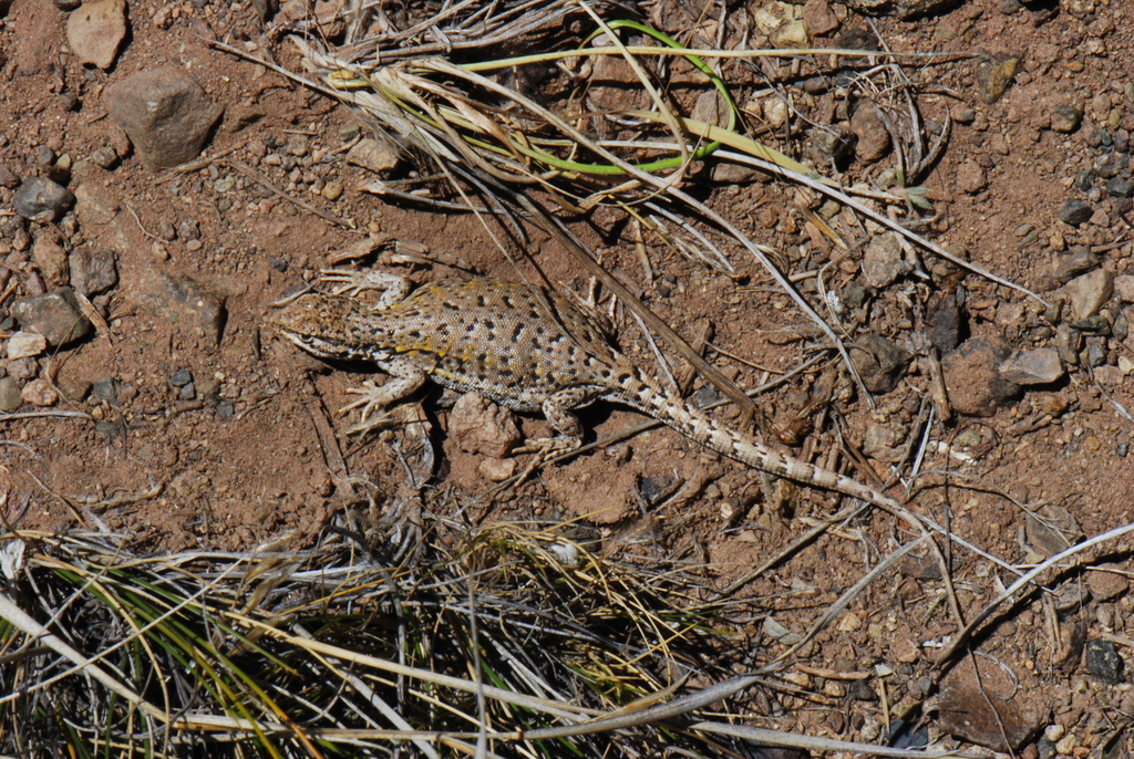 Macola's Tree Iguana