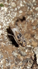 Sordana sordida