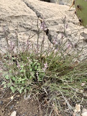 Polygala scoparioides