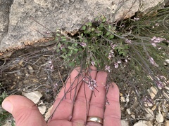 Polygala scoparioides