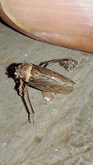 Sordana sordida