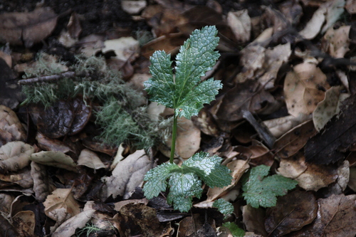 iNaturalist observation photo of sanicles
